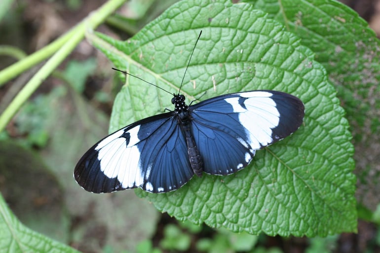 Mariposa Heliconius cydno.