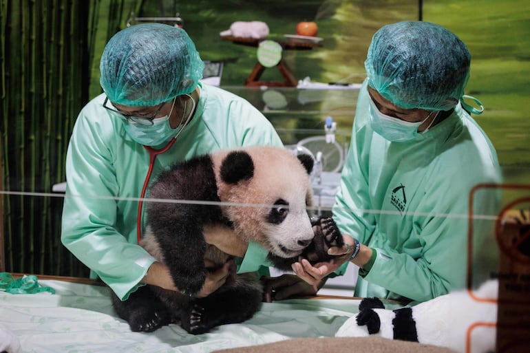 Veterinarios realizan un control de salud rutinario a Satrio Wiratama, cuyo significado es “caballero noble y valiente” y conocido como Rio, un cachorro de panda gigante macho de 170 días de edad, el primer panda nacido en Indonesia de una pareja llegada desde China en 2017, en el Palacio de los Pandas del Taman Safari Indonesia en Bogor, Java Occidental, el 15 de mayo de 2026.