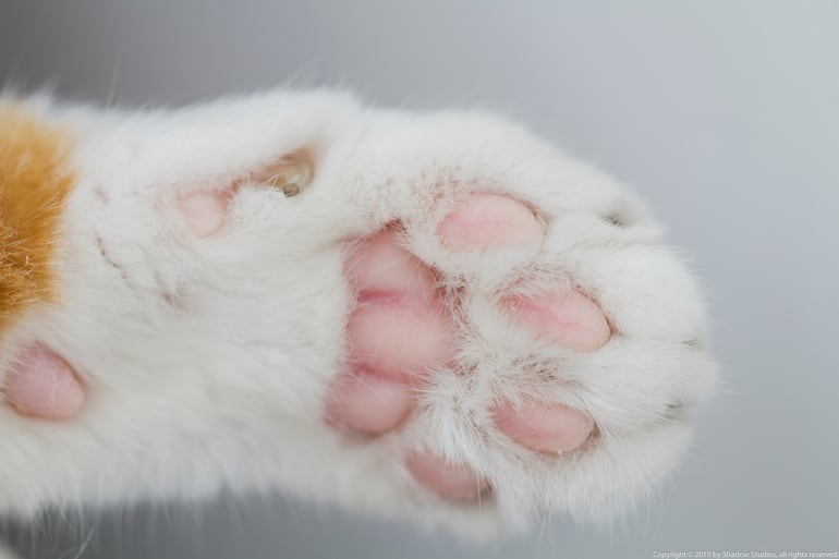 Patas de gato.