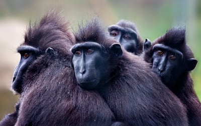 Familia de macacos.