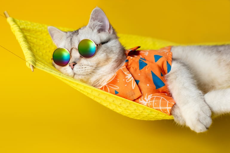 Gracioso gato posa con lentes de sol en una hamaca, relajado.