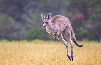 Canguro, imagen ilustrativa.