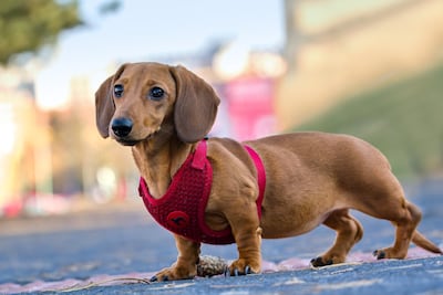 Perro salchicha o Dachshund.