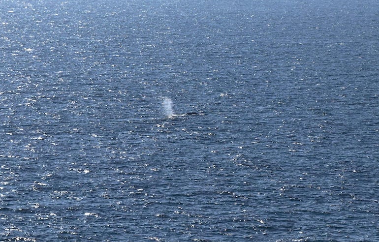 Una foto aérea tomada el 2 de mayo de 2026 muestra a una ballena jorobada rescatada mar adentro, cerca de Skagen, tras ser liberada de una barcaza.