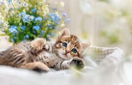 Gatos con alergia.