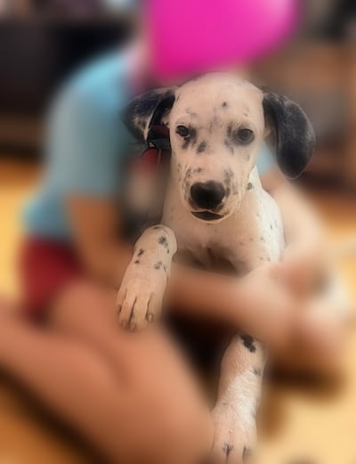 Óreo fue visto por última vez en el Barrio Pa’i Ñu de la ciudad de Ñemby.