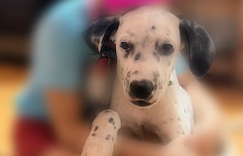 Óreo fue visto por última vez en el Barrio Pa’i Ñu de la ciudad de Ñemby.