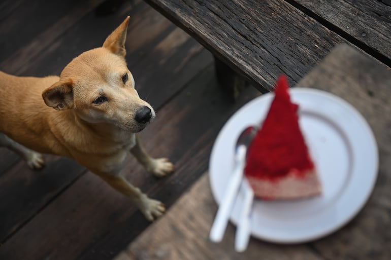 Perro con ganas de consumir azúcar, imagen ilustrativa.