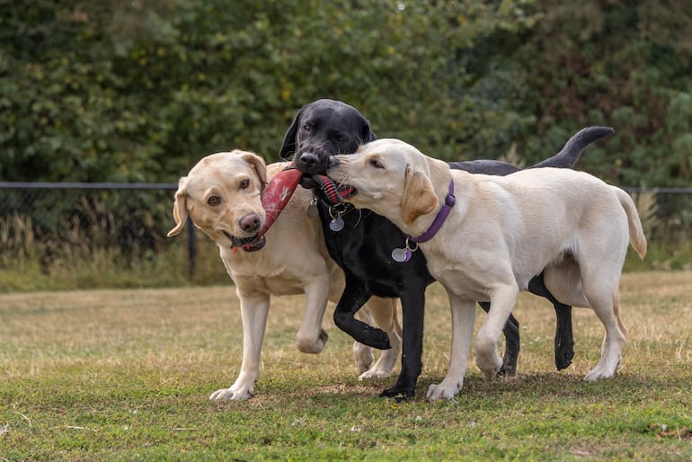 Tres Labradores retrieveres jugando con un juguete.