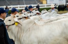 Nueva Expo Paraguay