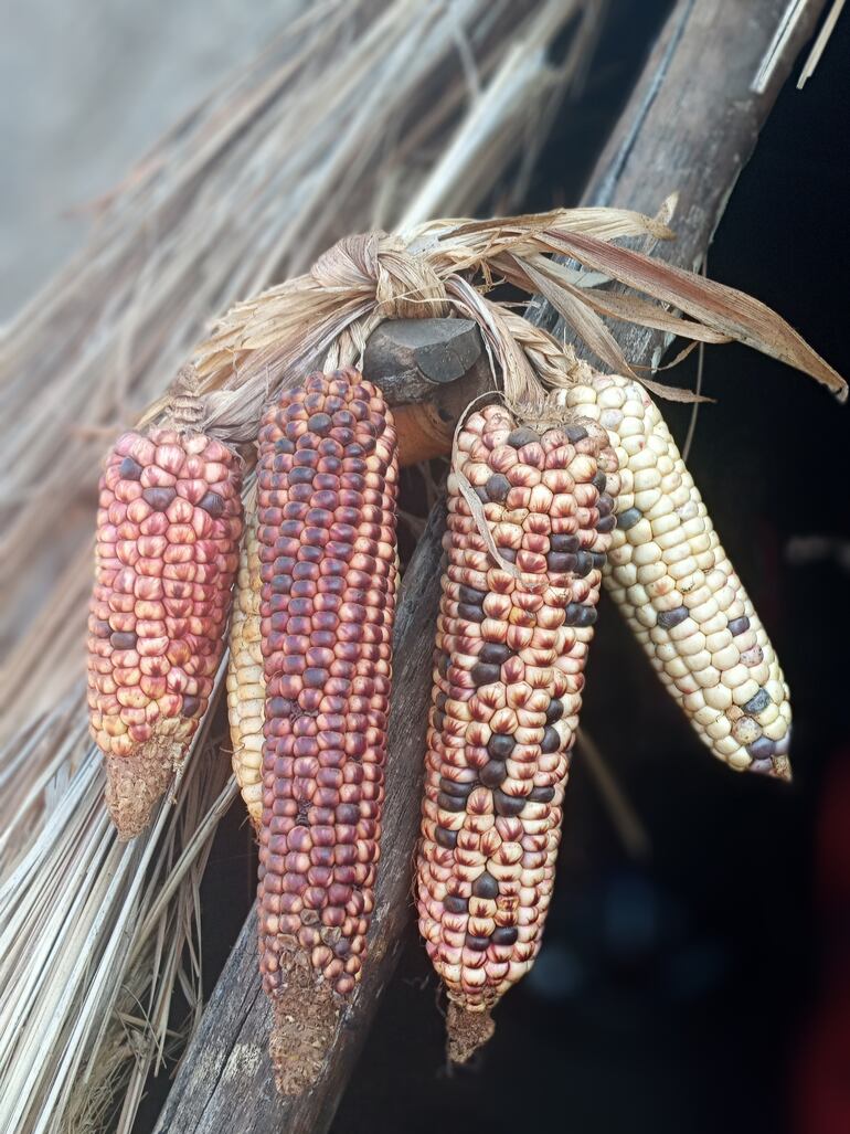 Mazorcas de maíz criollo.