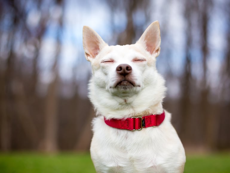 El tono que utilizás al hablar a tu perro importa más que las palabras que decís.