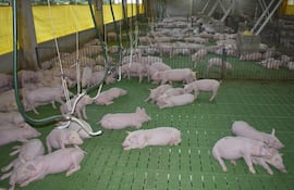 La producción nacional de cerdo ha crecido en cantidad y calidad de producto. Sin embargo, aún no se puede lograr la venta de la carne al exigente mercado de Taiwán, según comentaron en la ACCP.