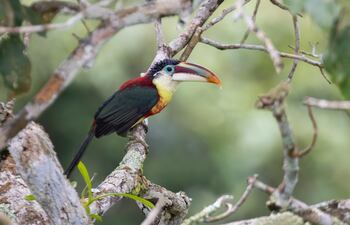 (Pteroglossus beauharnaisii) Aracari con cresta ondulada.