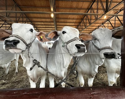 Más de 500 animales en exposición y una amplia agenda técnica marcan la séptima edición de la muestra.