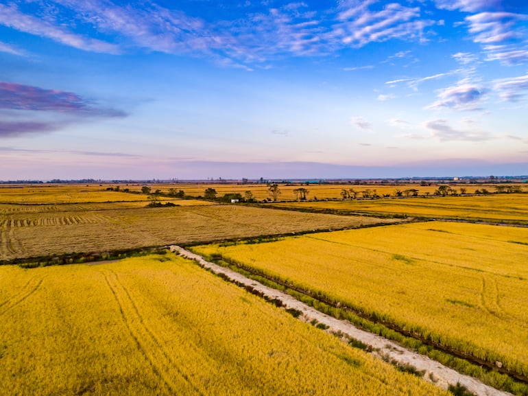 Arroceros se ajustan los cinturones: caída del 20% en la siembra