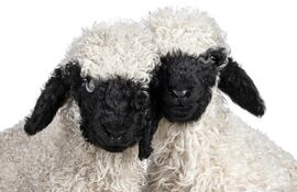 Ovejas Valais Blacknose.