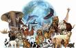 Distintos tipos de animales que ocupan en el planeta Tierra