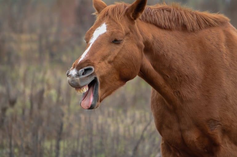 Caballo relincha.