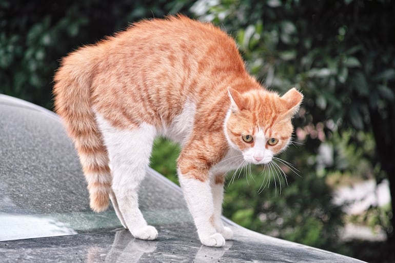 Gato estresado, imagen ilustrativa.