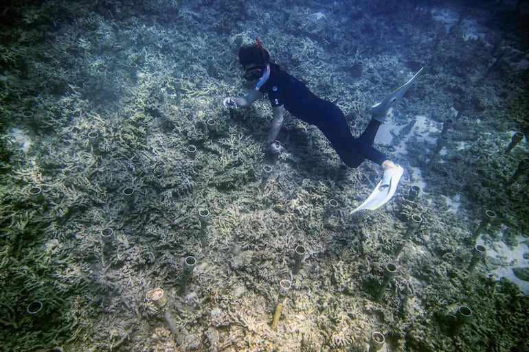Esta fotografía submarina, tomada el 9 de julio de 2026, muestra a Shoichi Ikeno, director de la empresa local de buceo Lagoon, practicando esnórquel sobre un arrecife de coral en una zona de aguas poco profundas cerca de la localidad de Onna, en la prefectura de Okinawa, Japón.