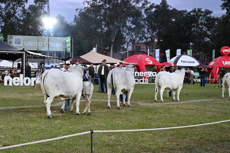 La Expo Nacional Nelore 2026 en la Asociación Rural del Paraguay (ARP) en Mariano Roque Alonso