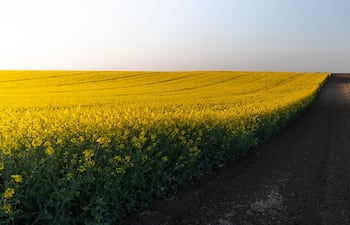 Canola: la lluvia golpeó, pero el precio compensó