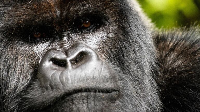 Captura de "Una historia de gorilas narrada por David Attenborough", disponible en Netflix.