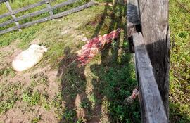 Abigeos no dan tregua a los ganaderos del departamento de Paraguarí.