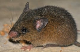 Oreoryzomys hesperus.