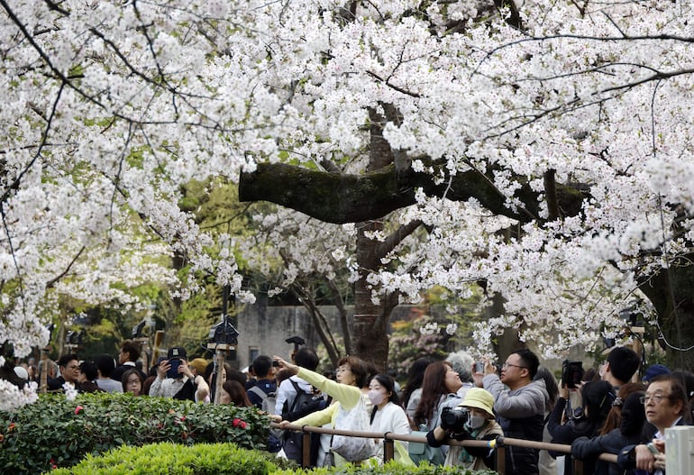 Personas toman fotografías de los cerezos en plena floración en el foso Chidorigafuchi, en Tokio, Japón, el 30 de marzo de 2026.
