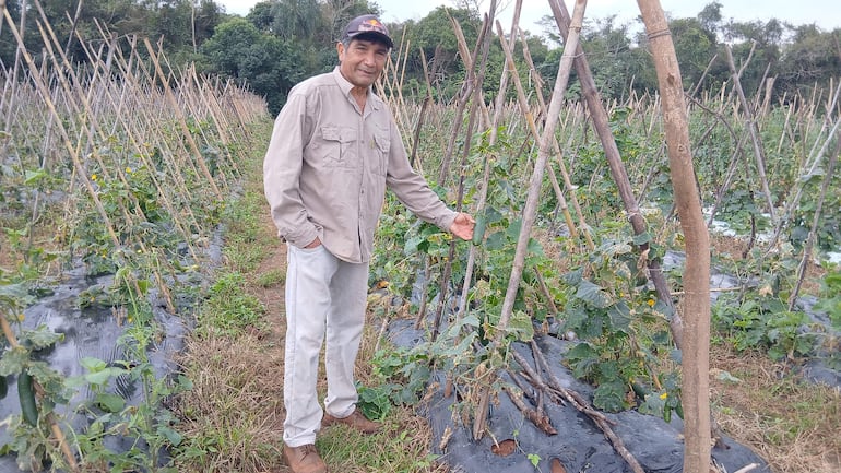Hombre sonriente con camisa beige señalando plantas de pepino en terreno agrícola rodeado de vegetación en Caaguazú.