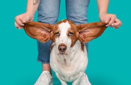 Perro harto, imagen ilustrativa.