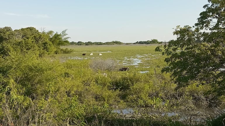 Ganaderos de Ñeembucú denuncian nula asistencia técnica del Gobierno