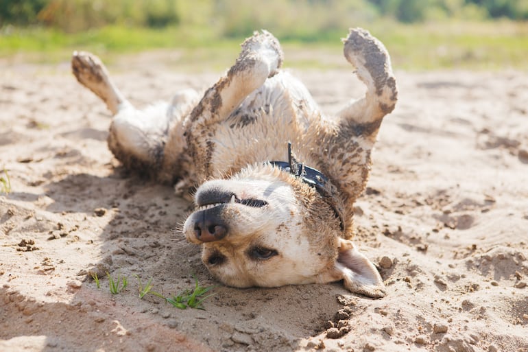 Perro se ensucia después del baño.