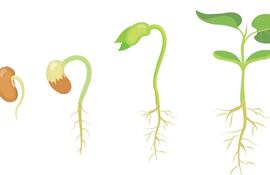 Germinación de las semillas