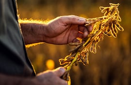 Mercado de granos generará US$ 3.500 millones para 2025