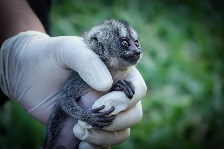 Ejemplar de mono nocturno rescatado.