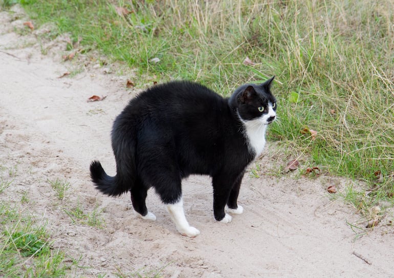 Un gato con el lomo arqueado puede estar asustado, jugando o sentir dolor.