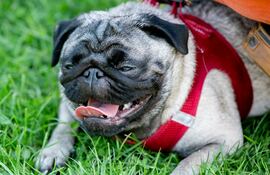 El pug tiene el hocico chato.