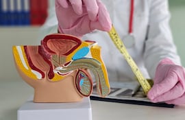 Concepto de tamaño del pene.