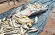 Mortandad de peces Itapé