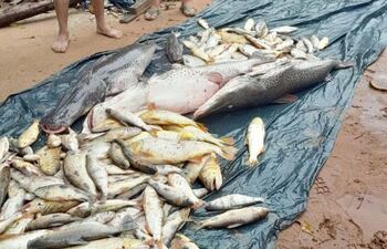 Mortandad de peces Itapé