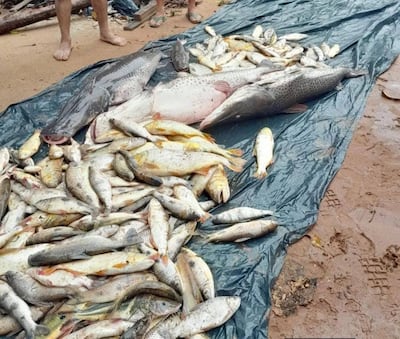 Mortandad de peces Itapé