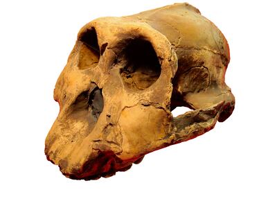 Calavera fósil de Australopithecus boisei, imagen ilustrativa.