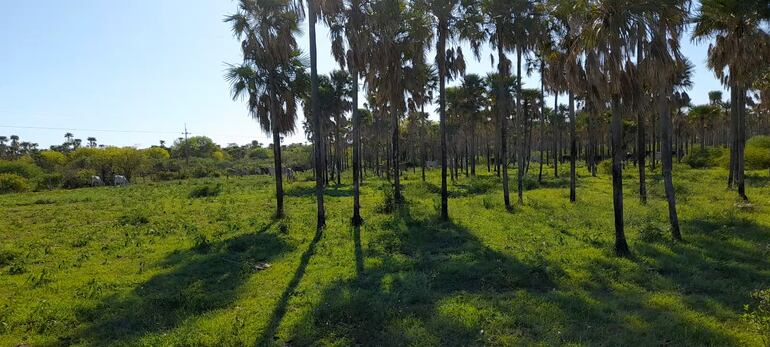 Los campos ganaderos beneficiados con las lluvias reverdecen en el Alto Paraguay.
