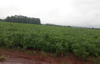 Cultivos de soja en el distrito de Edelira, son beneficiadas con las lluvias suaves y prolongadas.