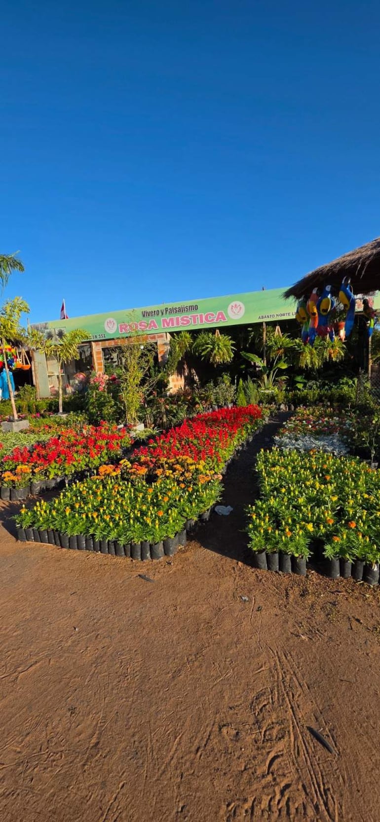 Vivero Rosa Mística con varias flores en macetas organizadas y suelo de tierra, ambiente exterior colorido.
