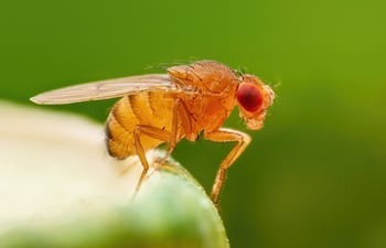 Mosca de la fruta (‘Drosophila melanogaster’).