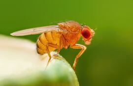 Mosca de la fruta (‘Drosophila melanogaster’).